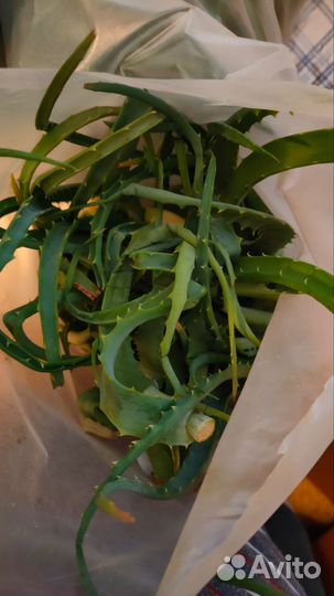 Алоэ трехлетний