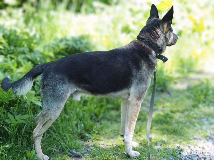 Собака в добрые руки отдам бесплатно