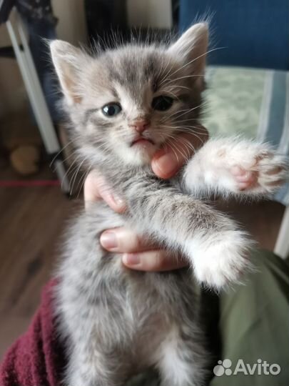 Котенок ищет дом