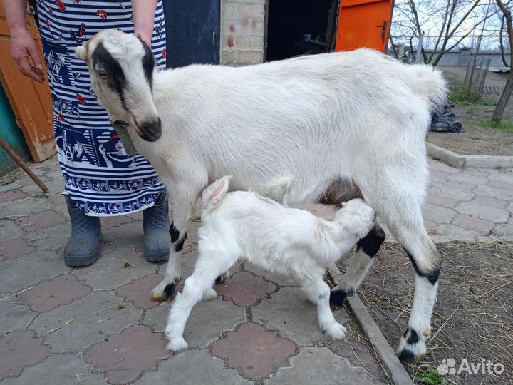 Козлята ламанча