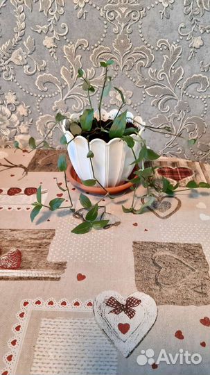 Традесканция