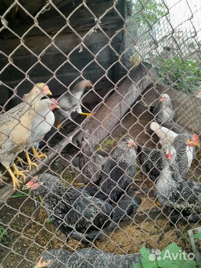 Молодки кур несушек