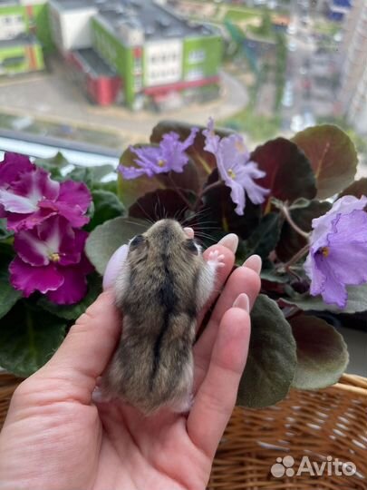 Джунгарские хомячки разных окрасов