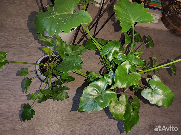 Филодендроны разные