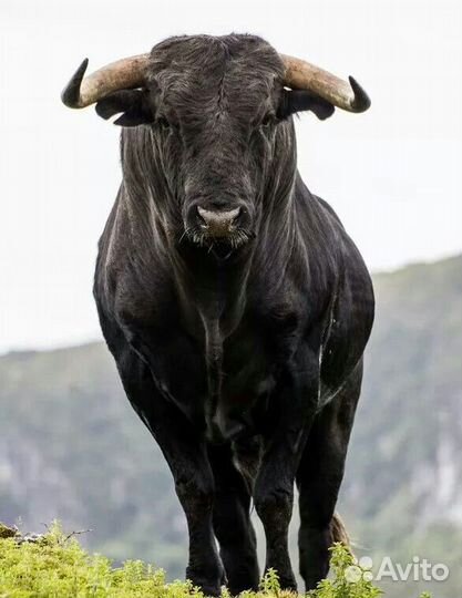 Искусственое осеменение коров