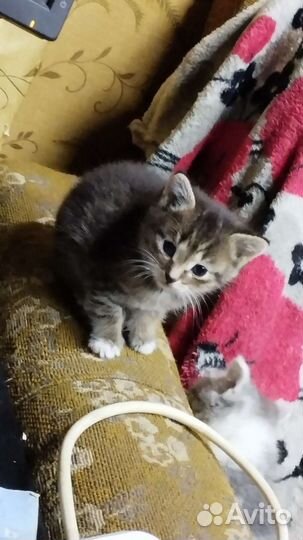 Кошки в добрые руки бесплатно