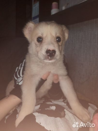 Щенки алабая