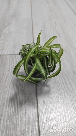 Хлорофитум кудрявый бонни