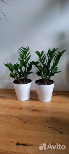 Замиокулькас Замифрлия 50 см