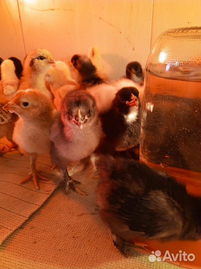 Цыплята