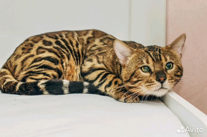 Кот бенгал вязка