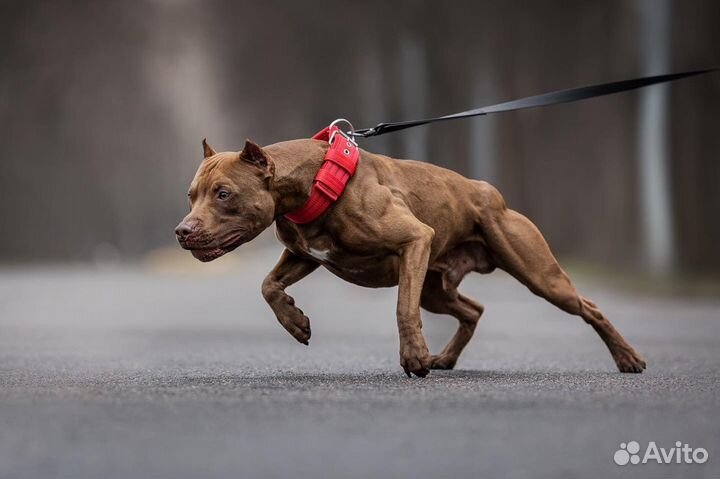 Питбуль вязка