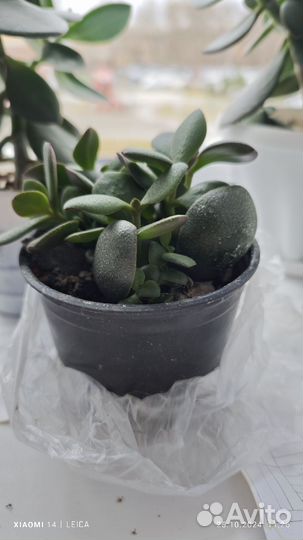 Денежное дерево толстянка крассула