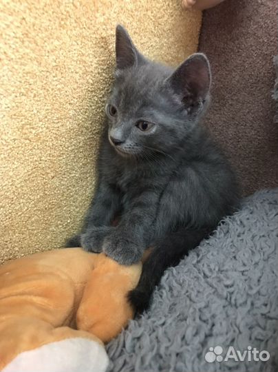 Котята бесплатно