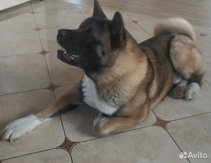 Кобель Американской Акиты для вязки