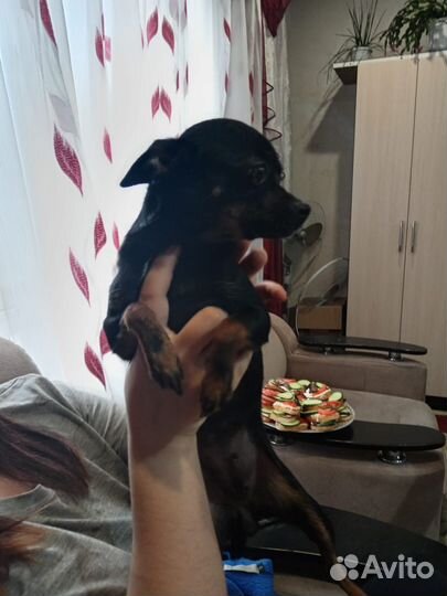 Собака порода той-терьер