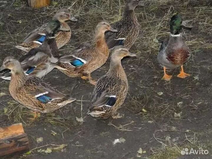 Утки подсадные