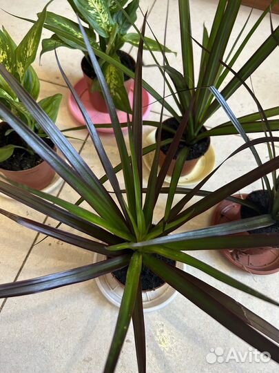 Диффенбахия и Драцена