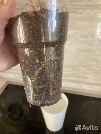 Аглаонема 10 карат платинум, модестум шотт