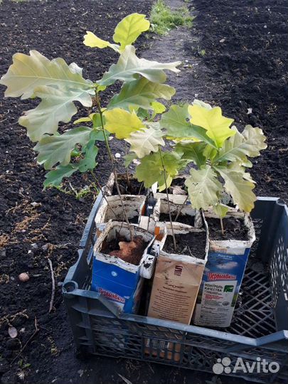 Саженцы дуб