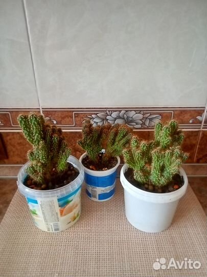 Кактусы(редкие)