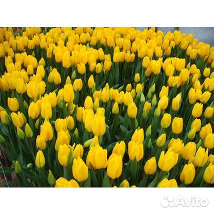 Луковицы тюльпанов оптом