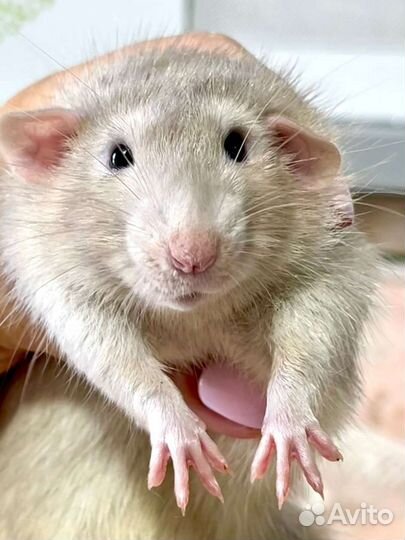 Крысята дамбо Рекс