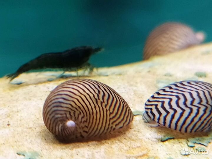 Теодоксусы, дрейссены