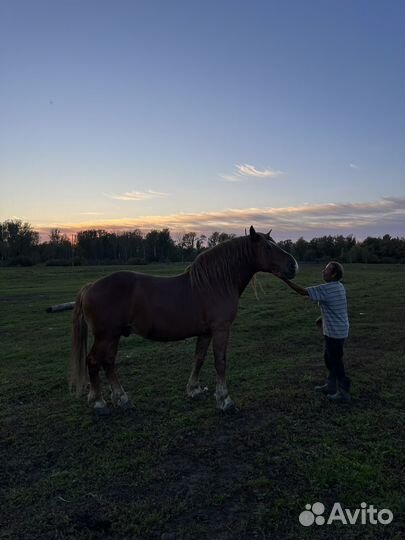 Жеребец советский полутяж
