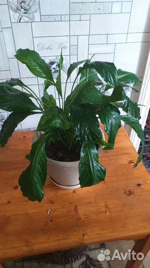 Спатифиллум