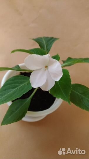 Бальзамин цветы белые комнатные домашние