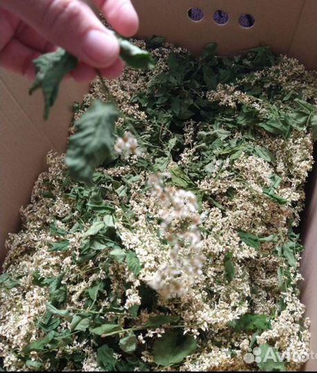 Черемуха для кожи косметология