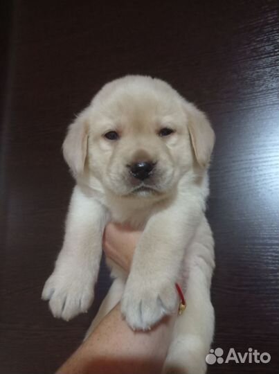 Лабрадетки