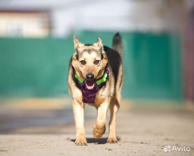 Ласковая девочка дворянка