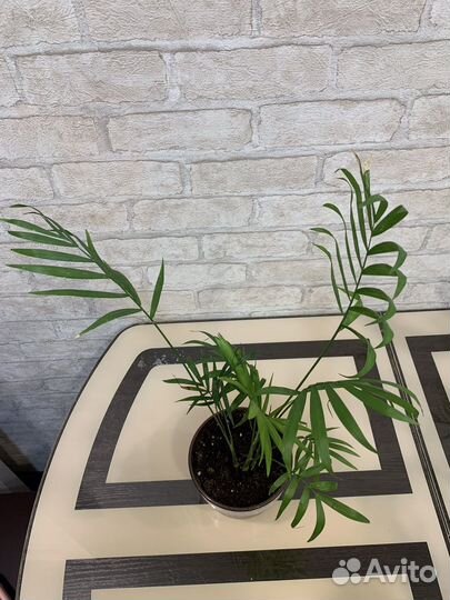 Хамедорея элеганс