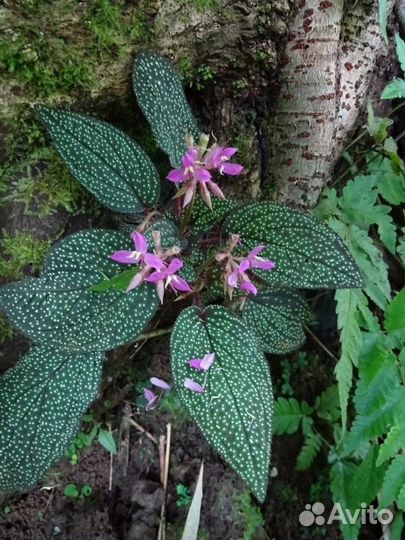 Доставка / Растения для флорариума и лягушатника