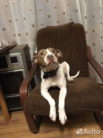 Девочка Пит бультерьер