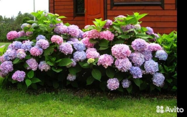 Гортензии Бесконечное Лето Блу, Эрли Блю, Рембранд