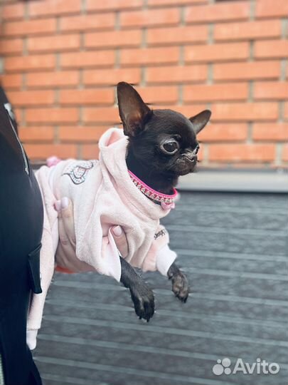 Супер мини чихуахуа