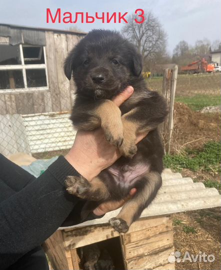 Щеночки в добрые руки