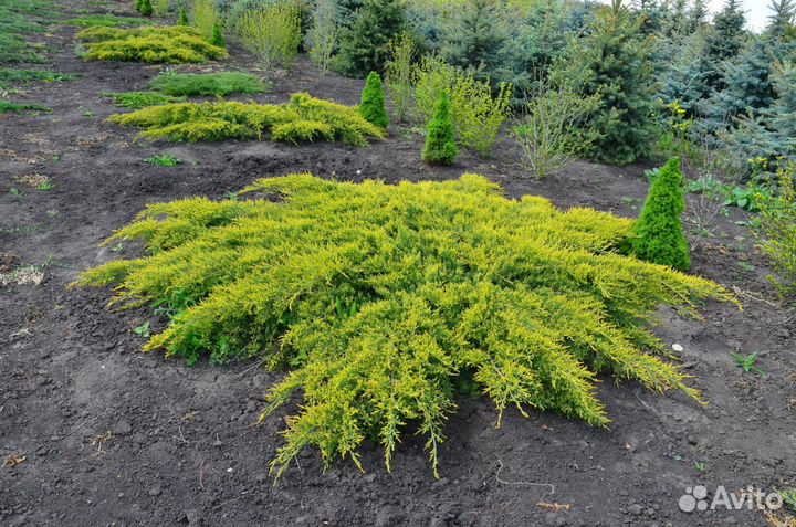 Можжевельник, туя