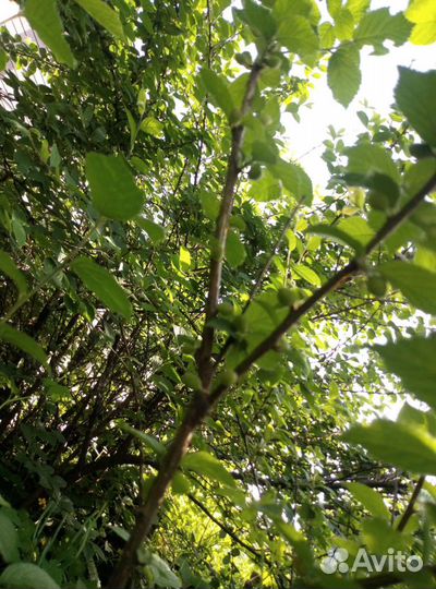 Саженцы вишни