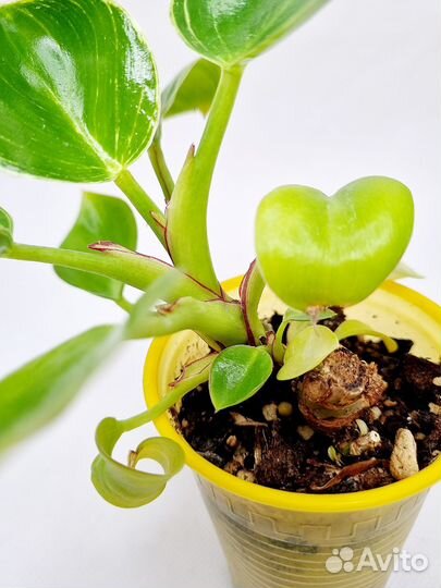 Филодендрон биркин