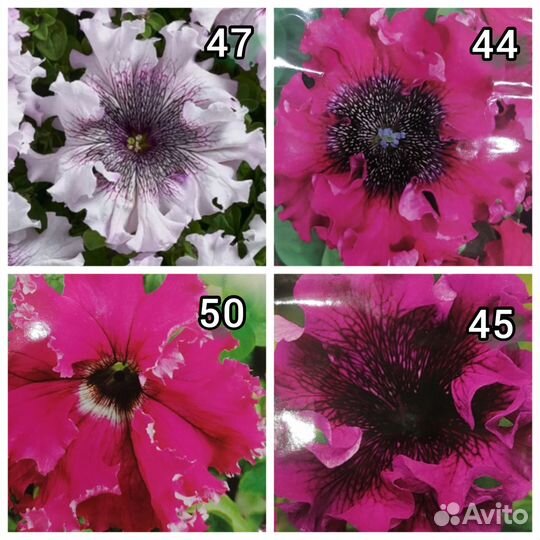 Петунии ампельные, кустовые, бахромчатые, махровые