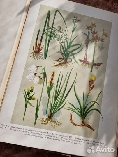 Литографии Ботанический Атлас Монтеверде