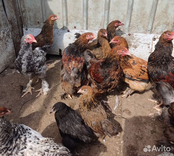 Домашние куриные яйца на инкубатор