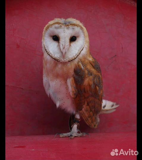 Фотосессия с совой/вороном