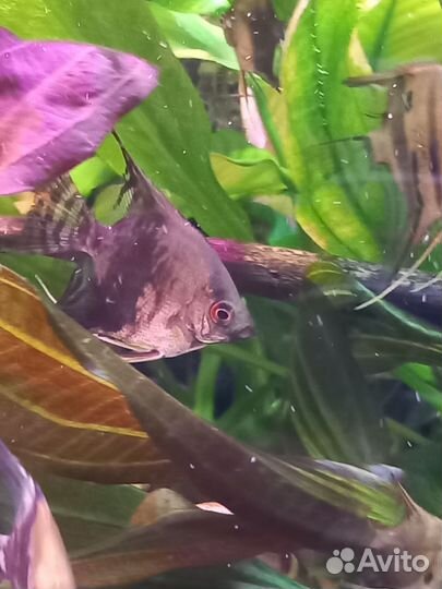 Аквариумные рыбки