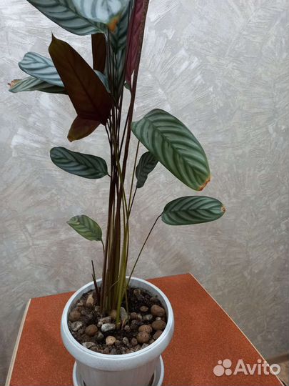 Цветок Ктенанта