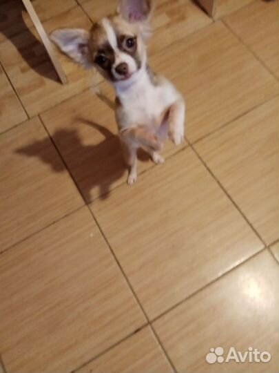 Щенок чихуахуа мини девочка